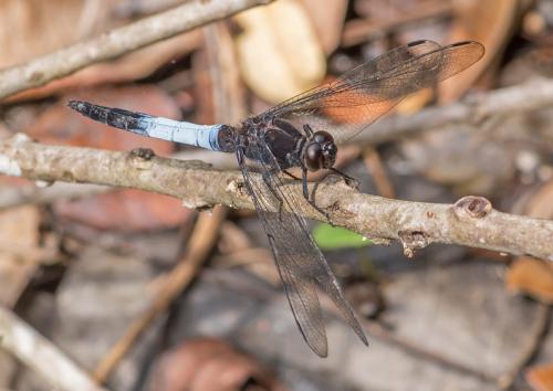 Réf. 227 047 : Orthetrum triangulare
